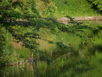 カワセミ 三ツ池公園(横浜市鶴見区) 2021年5月1日(土)