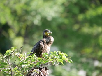 カワウ 三ツ池公園(横浜市鶴見区) 2021年5月1日(土)