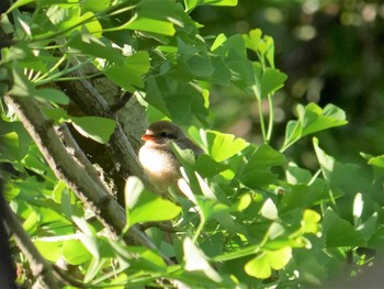 Bull-headed Shrike Mitsuike Park Sat, 5/1/2021