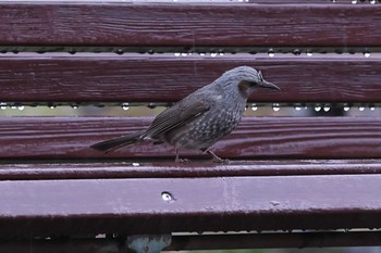 Brown-eared Bulbul Akashi Park Sun, 3/28/2021