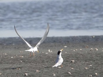 アジサシ ふなばし三番瀬海浜公園 2021年4月21日(水)