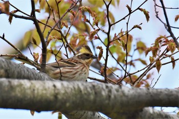 2021年4月30日(金) 禄剛崎の野鳥観察記録