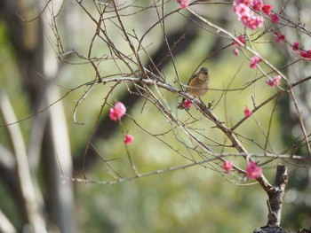 ルリビタキ 東京都立桜ヶ丘公園(聖蹟桜ヶ丘) 2017年2月28日(火)