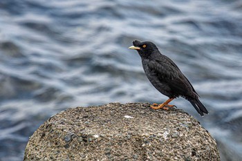 ハッカチョウ 加古川河口 2021年4月22日(木)