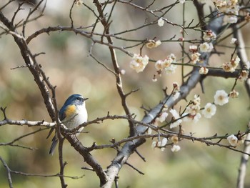 ルリビタキ 東京都立桜ヶ丘公園(聖蹟桜ヶ丘) 2017年2月28日(火)