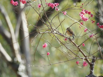 ルリビタキ 東京都立桜ヶ丘公園(聖蹟桜ヶ丘) 2017年2月28日(火)