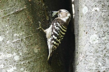 Japanese Pygmy Woodpecker 赤羽自然観察公園 Sat, 5/1/2021