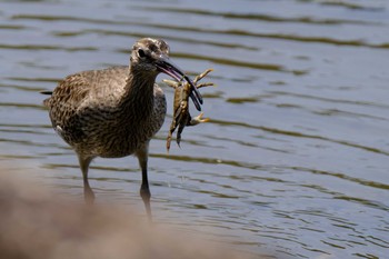 Eurasian Whimbrel Kasai Rinkai Park Sat, 5/1/2021