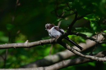 2021年5月1日(土) 長浜公園の野鳥観察記録