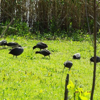 オオバン 葛西臨海公園 2021年5月1日(土)