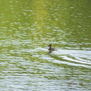 カイツブリ 葛西臨海公園 2021年5月1日(土)