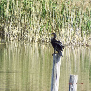 Great Cormorant Kasai Rinkai Park Sat, 5/1/2021