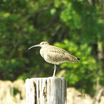 Eurasian Whimbrel Kasai Rinkai Park Sat, 5/1/2021