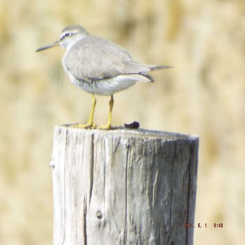 Grey-tailed Tattler Kasai Rinkai Park Sat, 5/1/2021