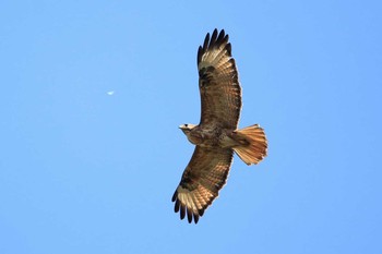 Eastern Buzzard 九龍公園 Fri, 2/17/2017