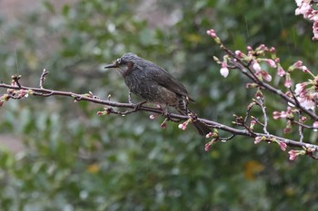 Brown-eared Bulbul Akashi Park Sun, 3/28/2021