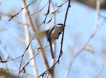 シジュウカラ 札幌常盤公園 2021年5月1日(土)