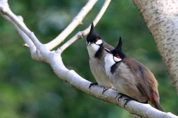 Red-whiskered Bulbul 九龍公園 Fri, 2/17/2017