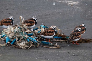 Ruddy Turnstone 一宮海岸 Wed, 5/2/2012