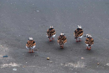 Ruddy Turnstone 一宮海岸 Wed, 5/2/2012