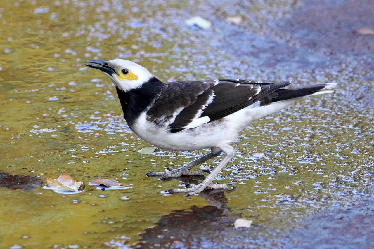 Photo of Black-collared Starling at 九龍公園 by とみやん