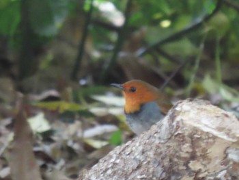 2021年5月1日(土) 庄内緑地公園の野鳥観察記録