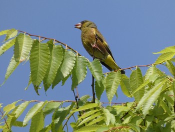 2021年5月1日(土) さいわい緑道(川崎市)の野鳥観察記録