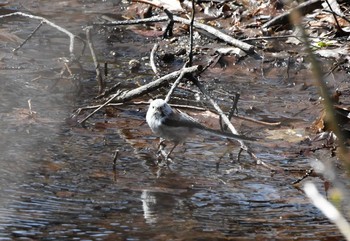 Long-tailed tit(japonicus) Tomakomai Experimental Forest Sat, 5/1/2021