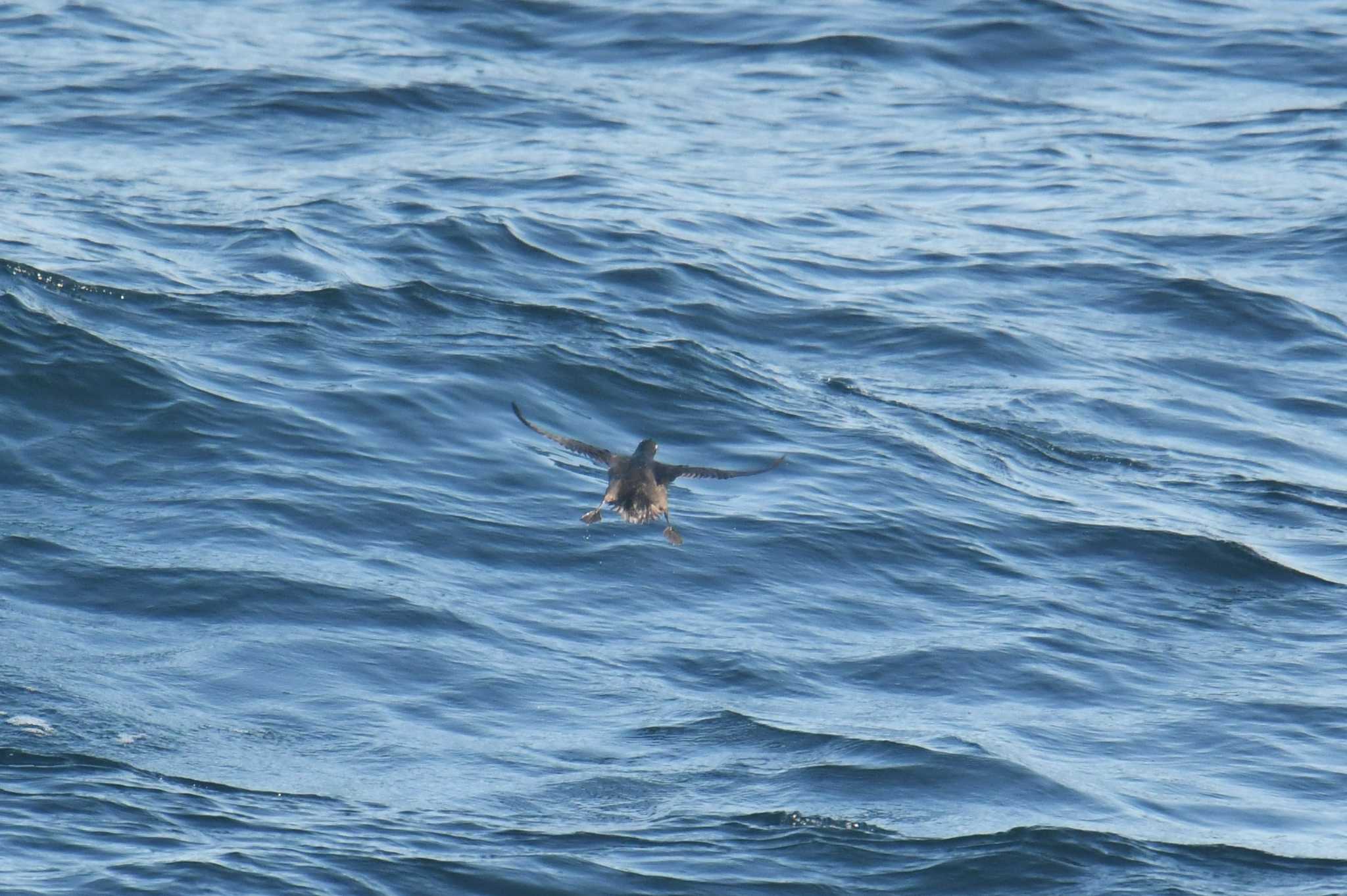 Crested Auklet