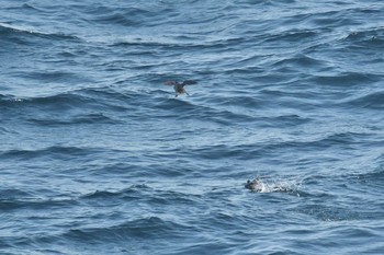 Crested Auklet 大洗-苫小牧航路 Sat, 3/27/2021