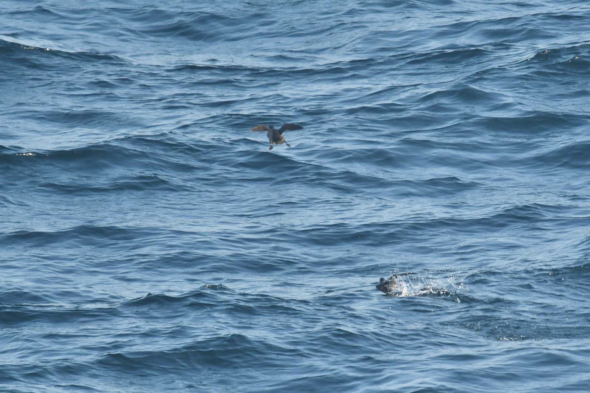 Crested Auklet