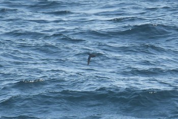 Crested Auklet 大洗-苫小牧航路 Sat, 3/27/2021