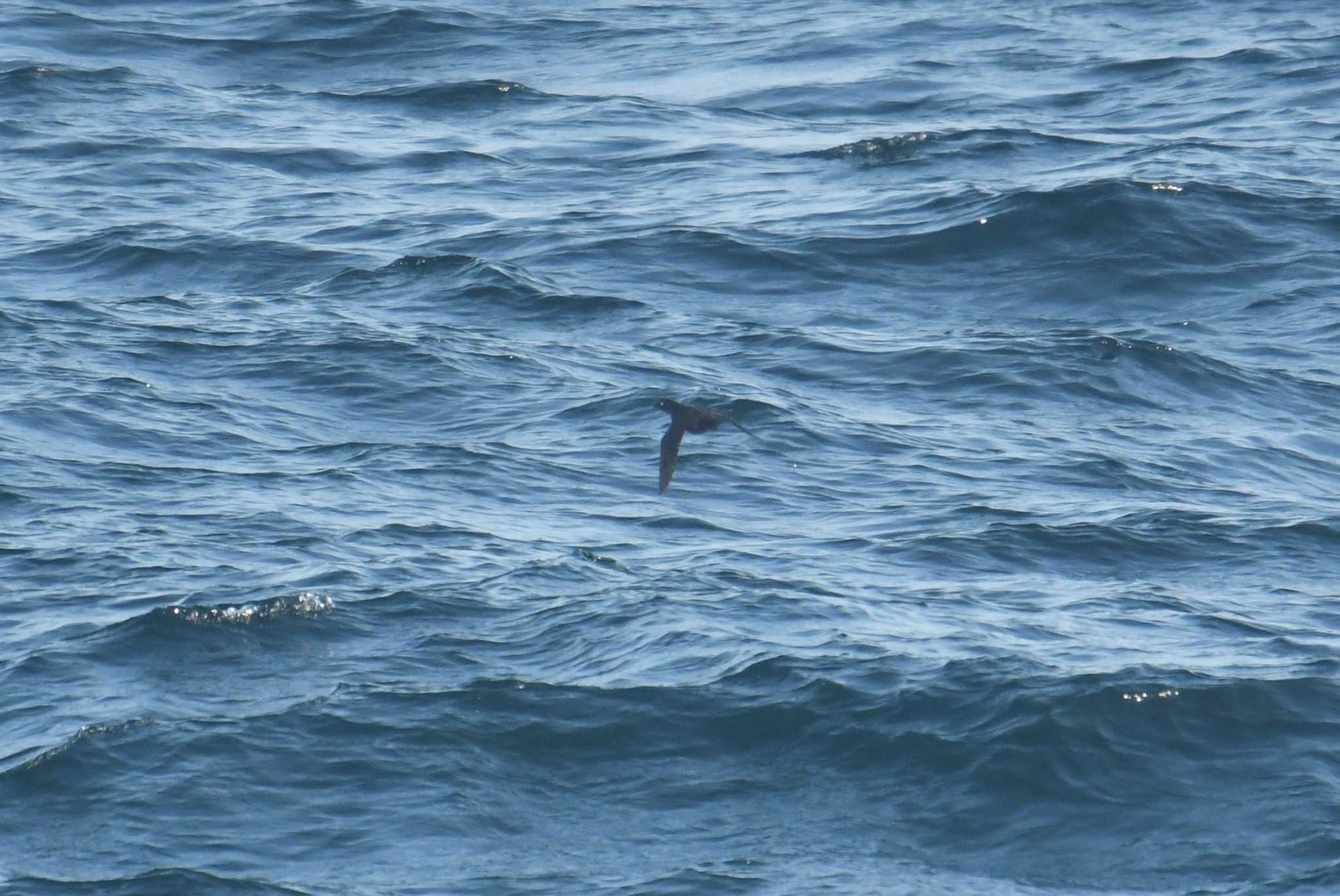 Crested Auklet