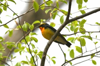 キビタキ 栃木県民の森 2021年4月30日(金)