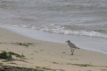 Sat, 4/3/2021 Birding report at Gonushi Coast