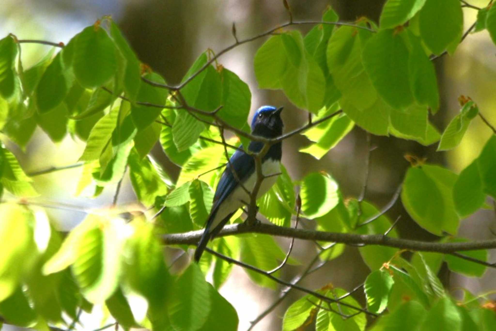 Blue-and-white Flycatcher