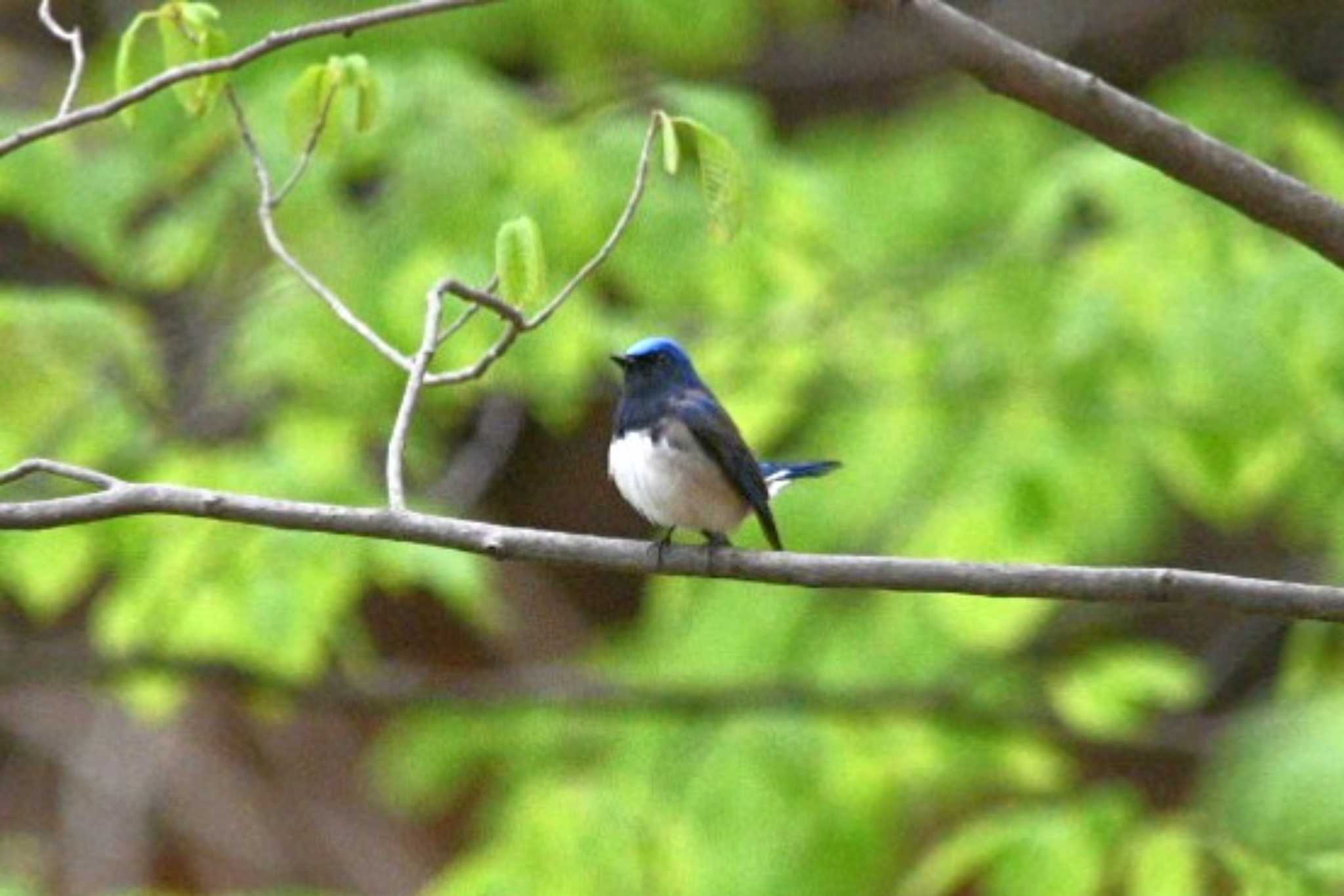 Blue-and-white Flycatcher