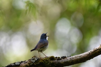 Siberian Blue Robin 富士山  Sat, 6/4/2016