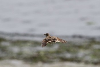 Sat, 4/24/2021 Birding report at Gonushi Coast