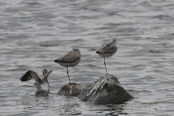 Sat, 5/1/2021 Birding report at Gonushi Coast