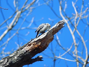 2021年5月1日(土) 十勝北部の野鳥観察記録