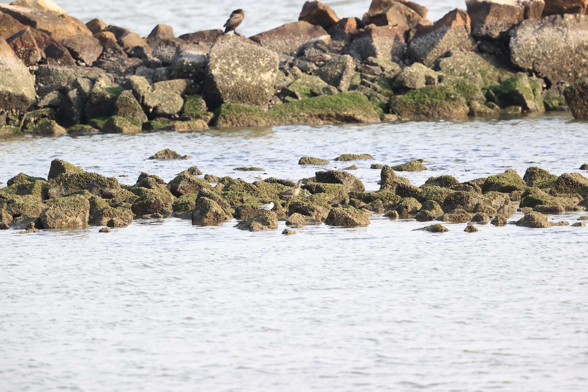 甲子園浜(兵庫県西宮市) チュウシャクシギの写真 by yossan1969