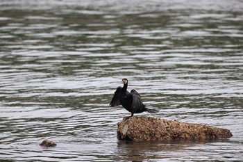 ウミウ 甲子園浜(兵庫県西宮市) 2021年5月1日(土)