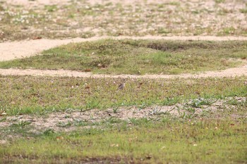 ヒバリ 甲子園浜(兵庫県西宮市) 2021年5月1日(土)