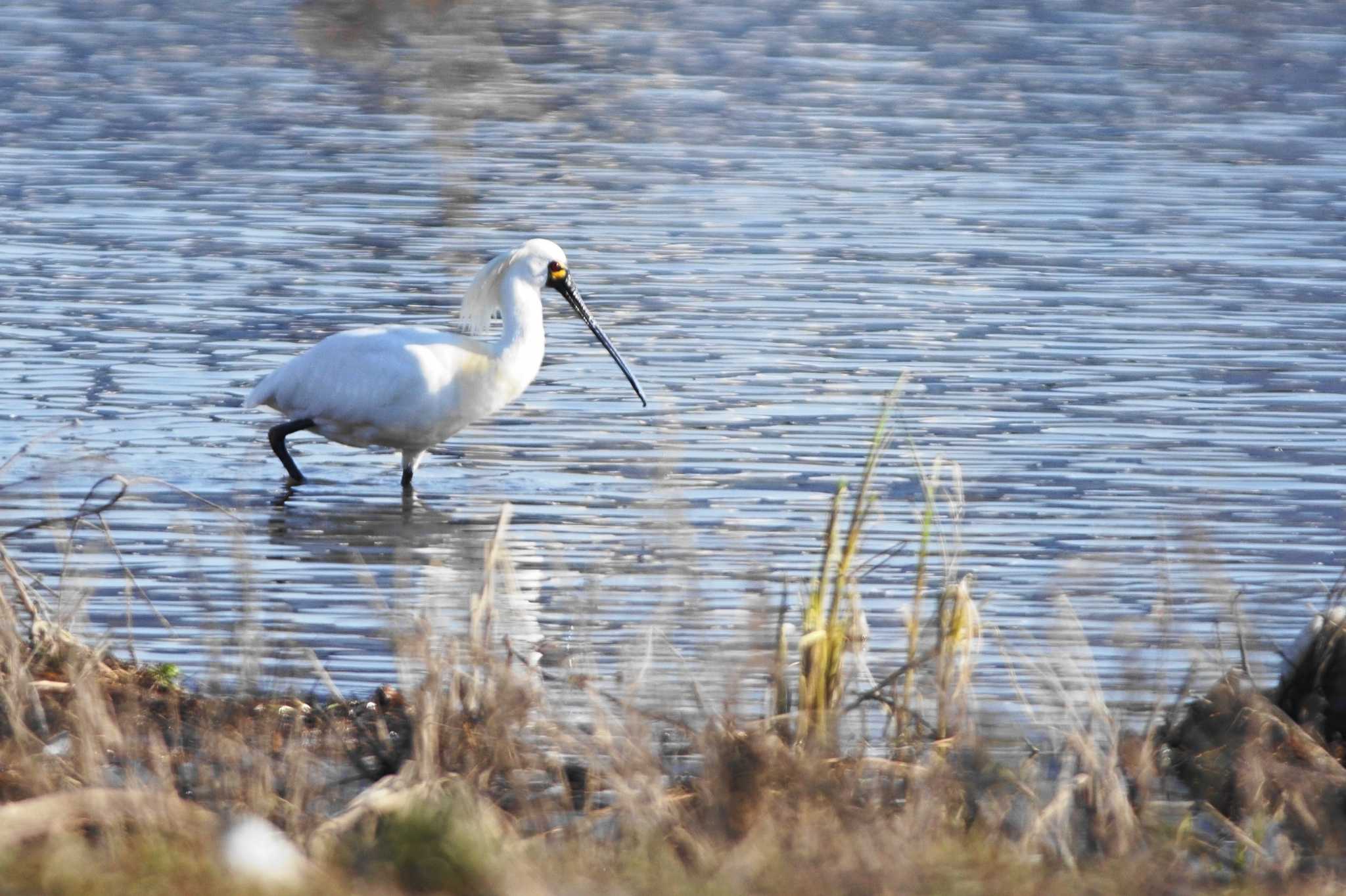 Black-faced Spoonbill