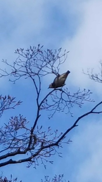 2021年5月1日(土) 中島公園の野鳥観察記録