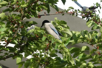 2021年5月1日(土) 東京都北区の野鳥観察記録