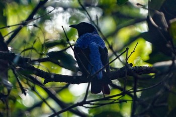 ルリコノハドリ Central Catchment Nature Reserve 2021年5月1日(土)