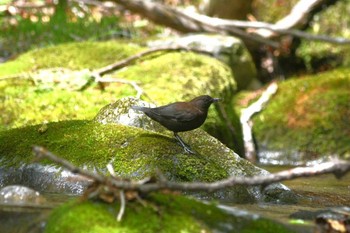 カワガラス 栃木県民の森 2021年4月30日(金)