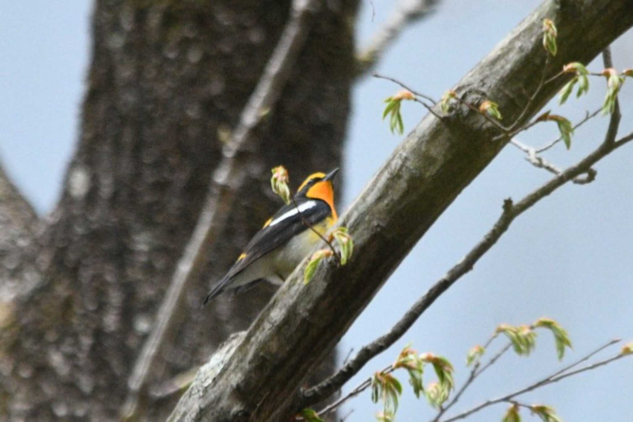 Narcissus Flycatcher